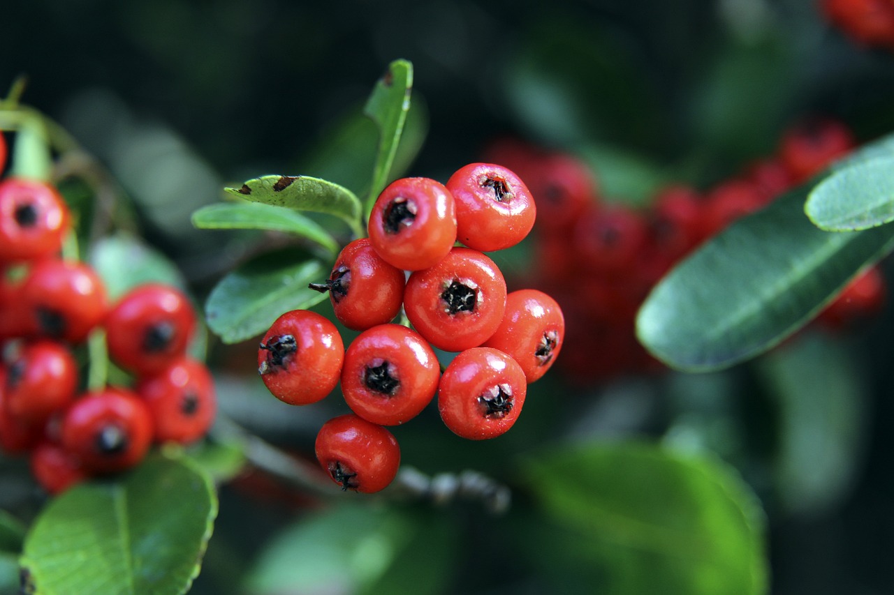 足的关键 足的关键